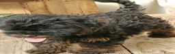 Yorkshire cani in vendita: NILO, CUCCIOLO - Annuncio 3