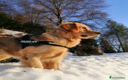 Golden Retriever cani in vendita: cuccioli golden retreiver a Provincia di Varese - Immagine 5