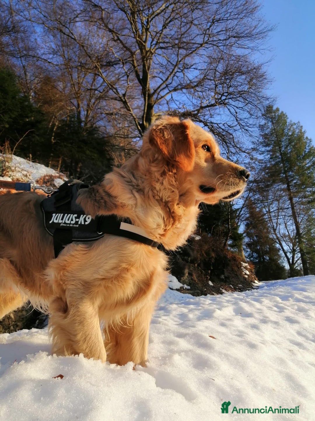 Golden Retriever cani in vendita: cuccioli golden retreiver a Provincia di Varese - Immagine 5