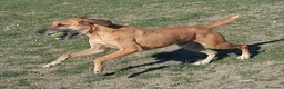 Meticcio cani in regalo: SANDRINO bravo e dolce - Annuncio 3