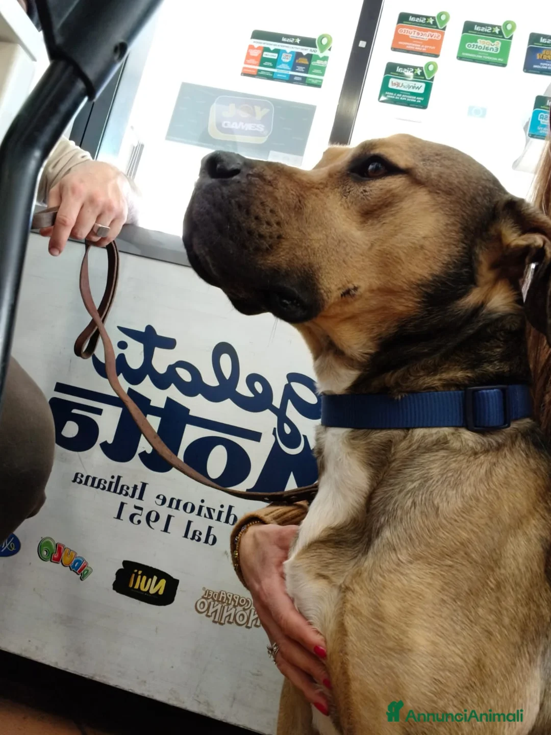 Meticcio cani in regalo: BOBBY CUOREAMORE CERCA  FAMIGLIA - Annuncio 19