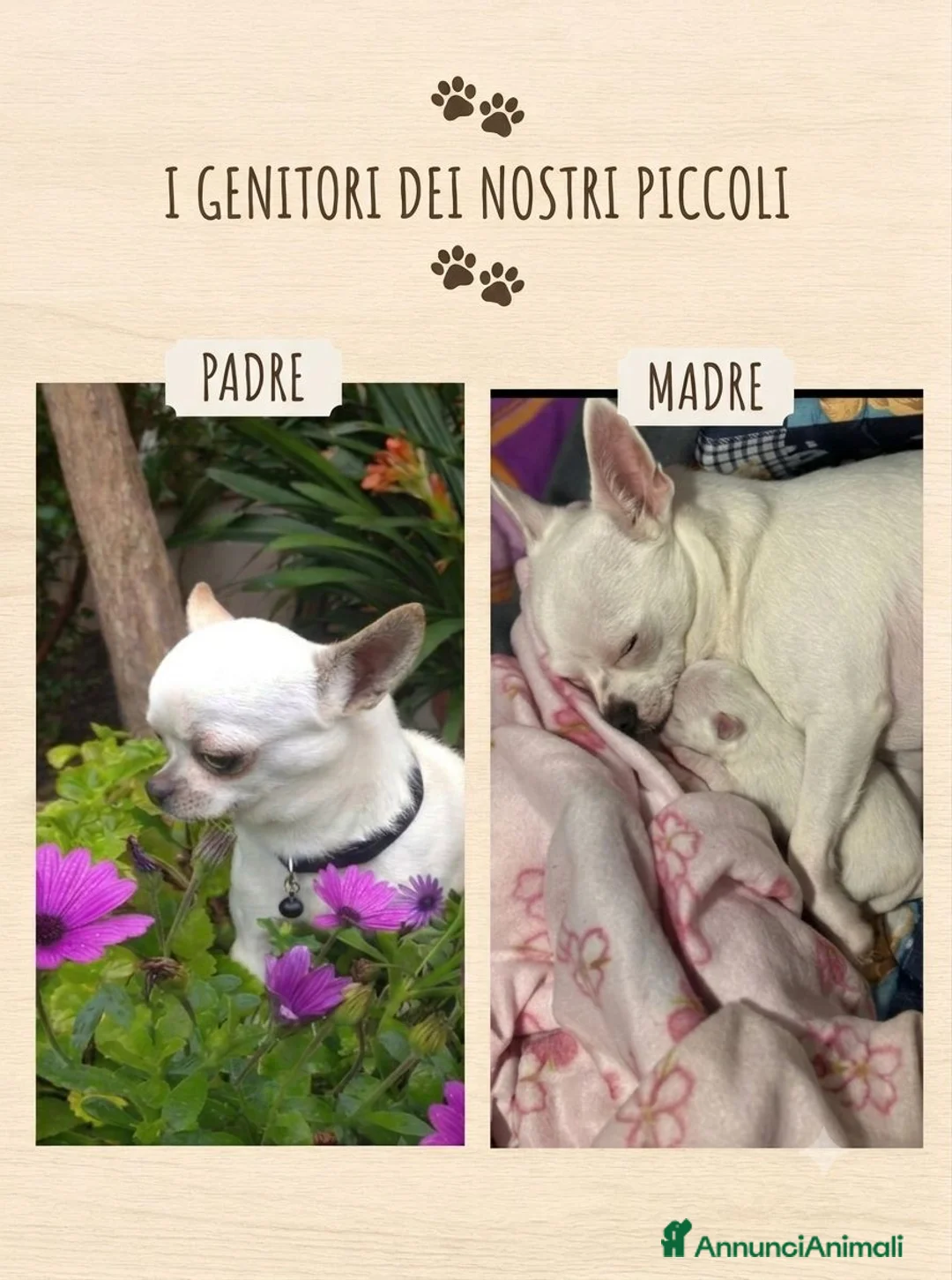 Chihuahua cani in vendita: Cuccioli di Chihuahua  a Provincia di Nuoro - Annuncio 6