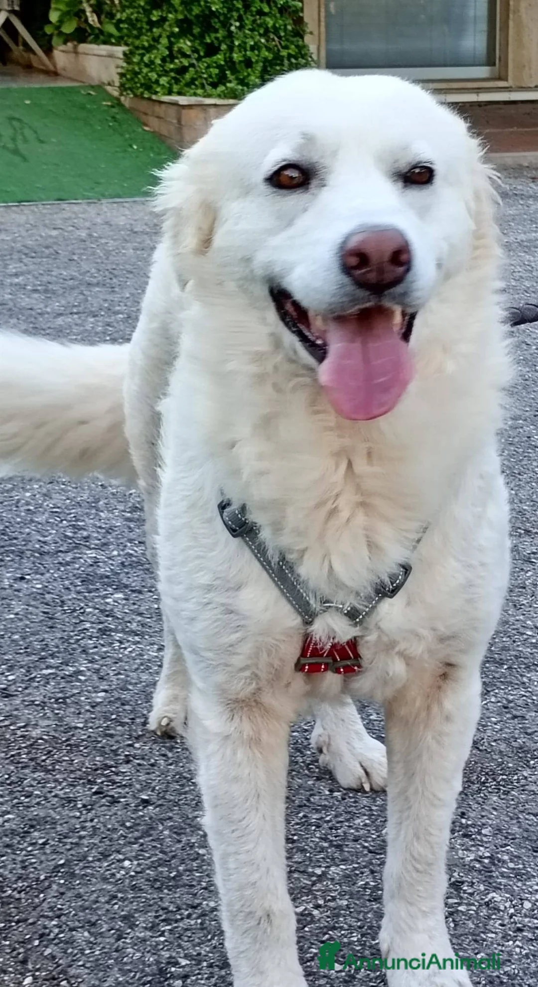 Meticcio cani in regalo: Fatima è tutto ciò che cerchi - Annuncio 2