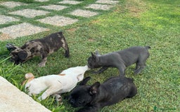 Bulldog Francese cani in vendita: Cucciolo bulldog francese nero bringe  a Città metropolitana di Milano - Immagine 7