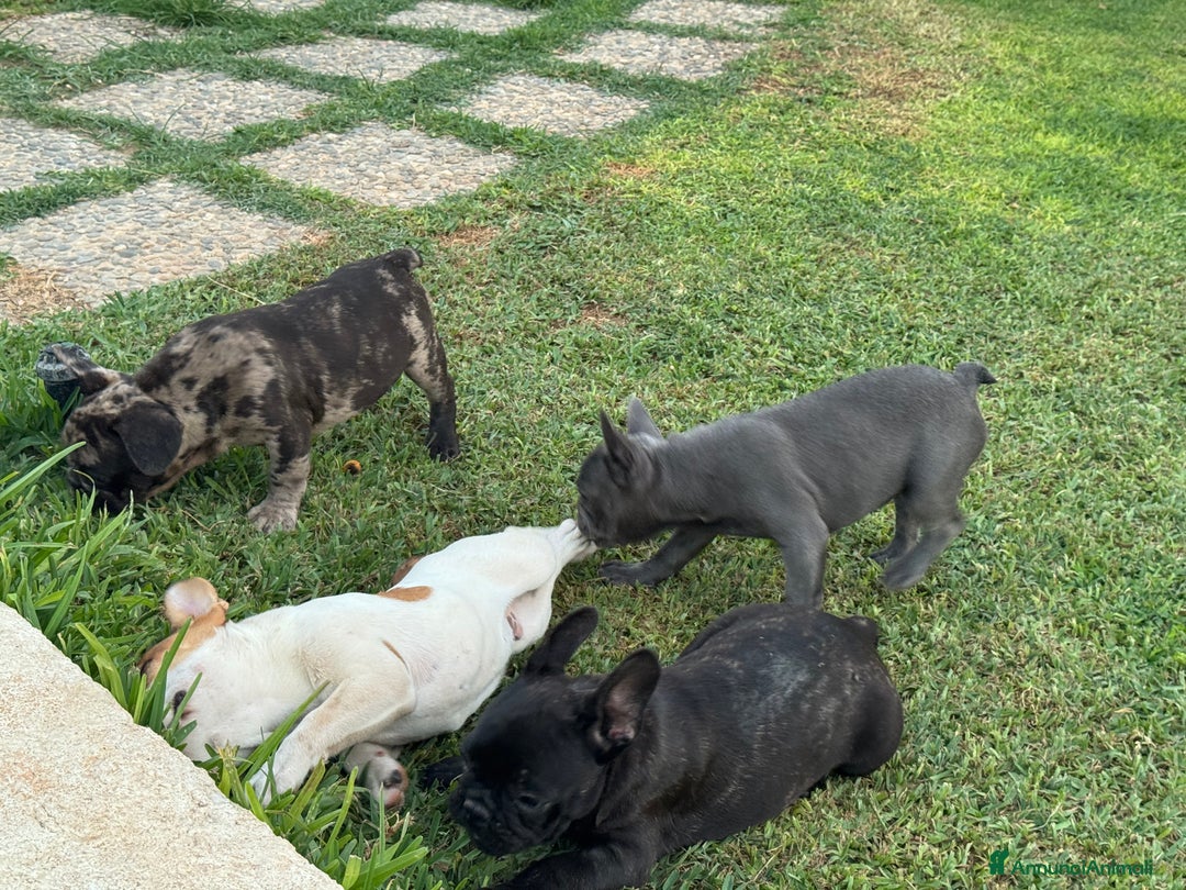 Bulldog Francese cani in vendita: Cucciolo bulldog francese nero bringe  a Città metropolitana di Milano - Immagine 7