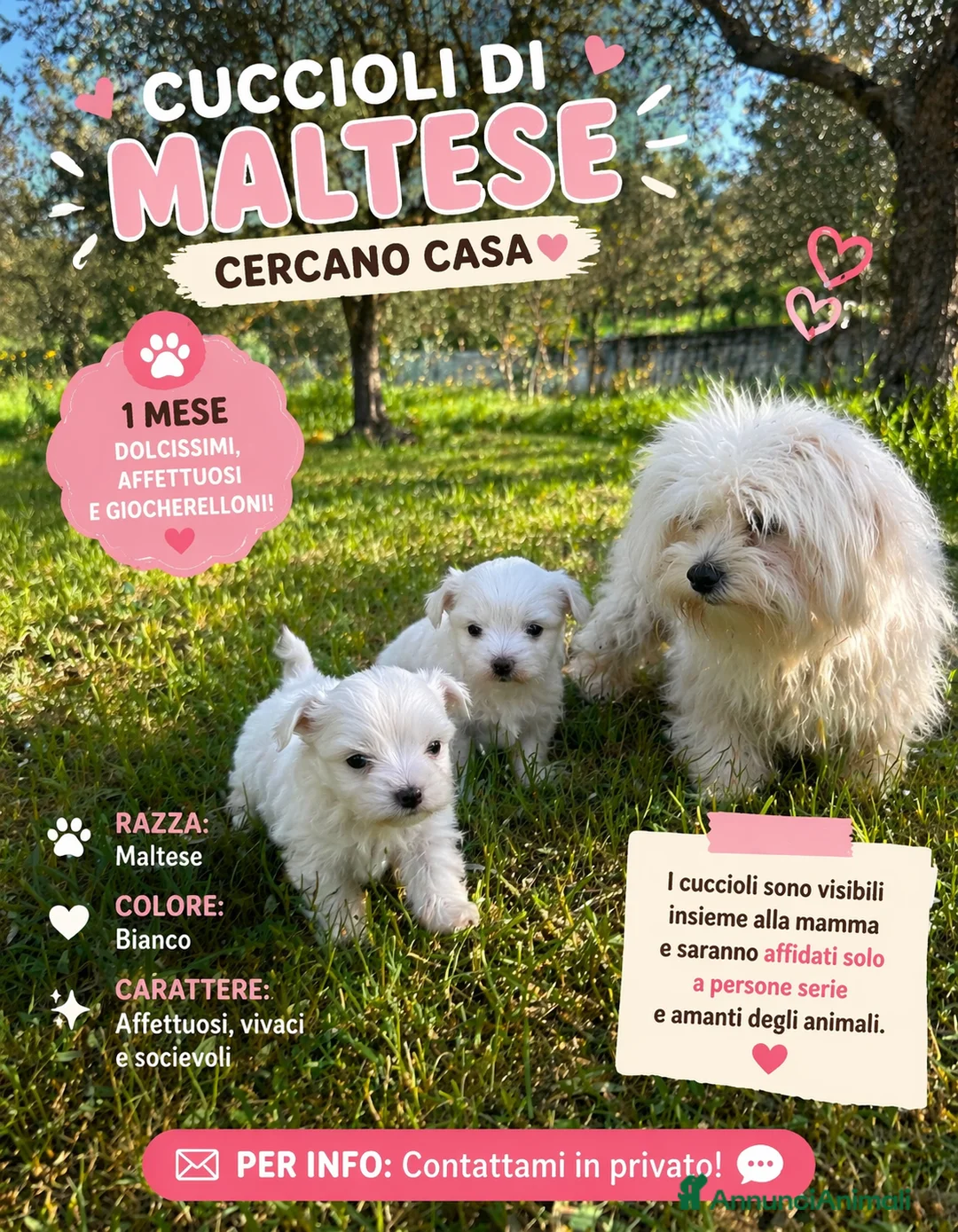 Maltese cani in vendita: Cucciolo maltese  - Annuncio 4