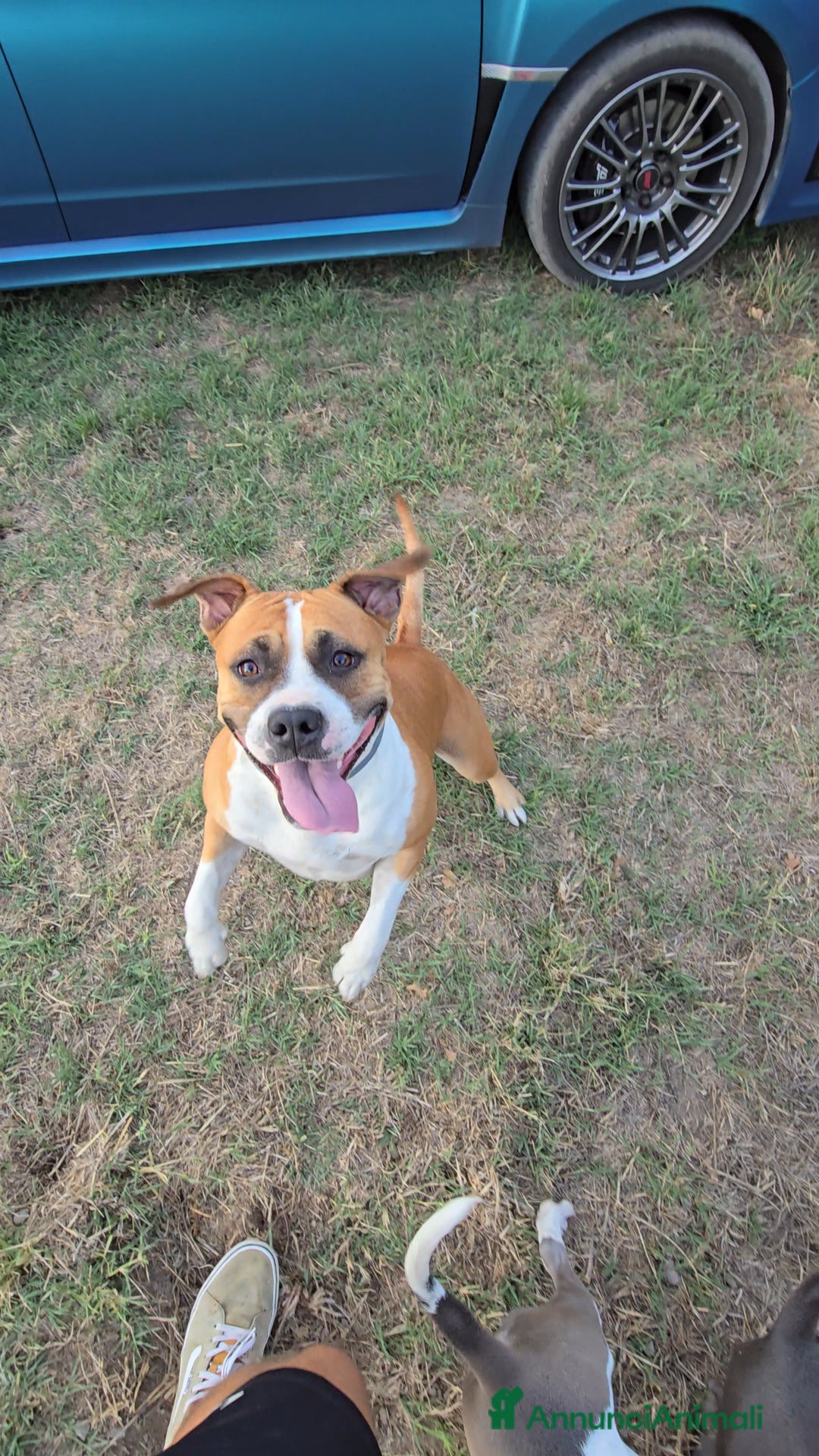 American Staffordshire cani in vendita: Cuccioli Amstaff  - Annuncio 9