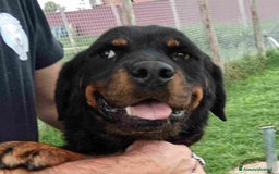 Rottweiler cani in regalo: AMBETA, una rottweiler per amica a Provincia di Latina - Immagine 3