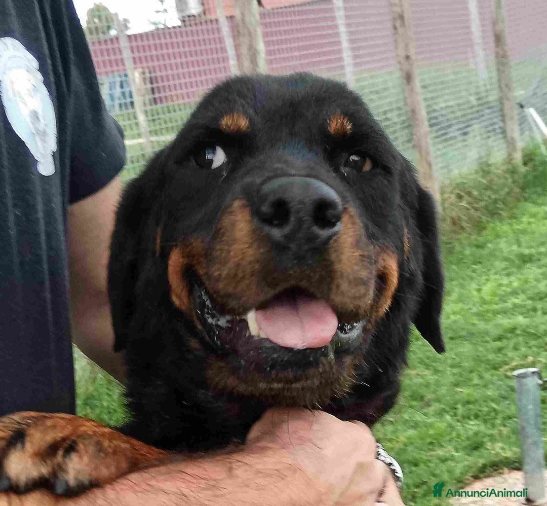Rottweiler cani in regalo: AMBETA, una rottweiler per amica a Provincia di Latina - Immagine 3