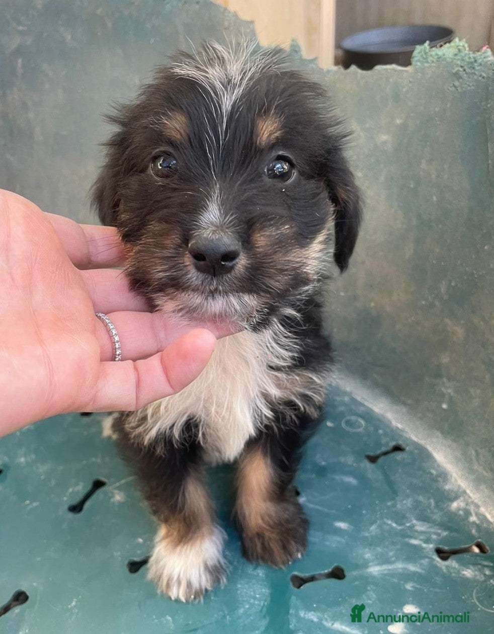 Akita Americano cani IL DOLCISSIMO DIAMANTE - Annuncio 2