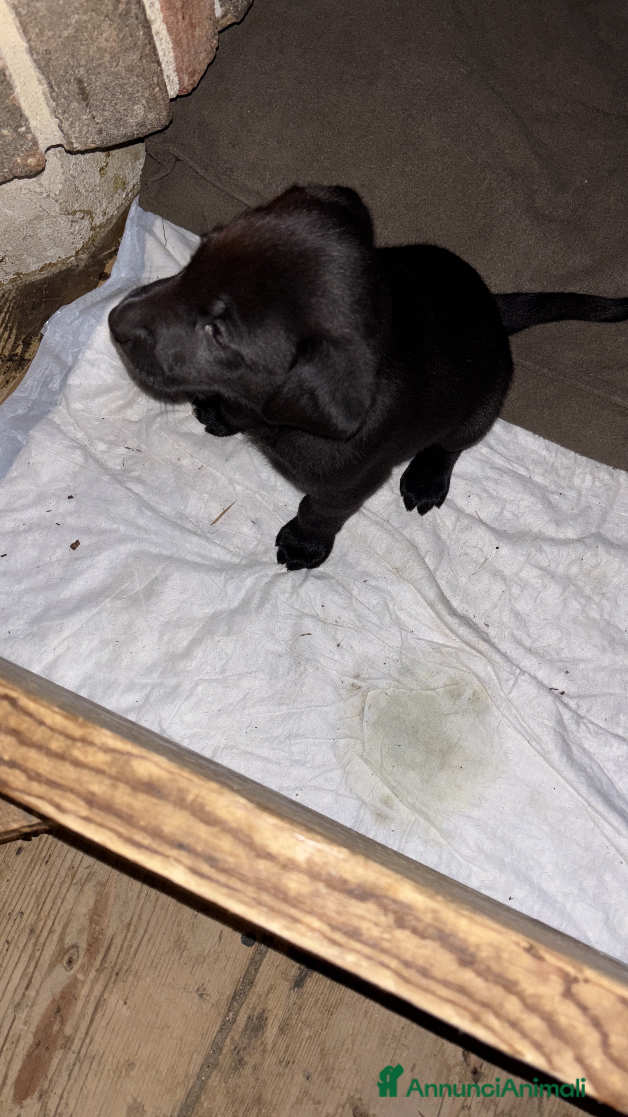 Meticcio cani Incrocio tra due Husky/weimaraner - Annuncio 19