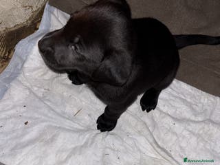 Meticcio cani Incrocio tra due Husky/weimaraner - Annuncio 15