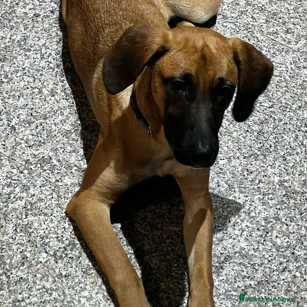 Segugio cani in regalo: THOR CERCA CASA mix segugio rhodesian  a Provincia di Latina - Annuncio 2