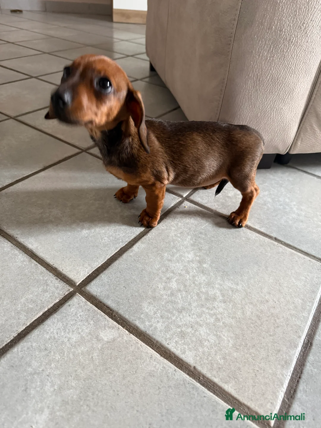 Bassotto cani in vendita: bassotto. Femmina  - Annuncio 4