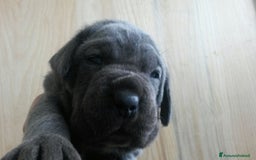 Cane Corso cani in vendita: cuccioli e cuccioloni  di cane corso  a Provincia di Cuneo - Immagine 13