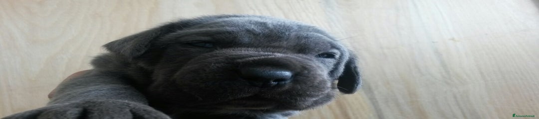Cane Corso Cucciolo 5