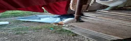 Altre razze gatti in regalo: 🐾❤️ **8 PICCOLI GATTINI CERCANO CASA ❤️🐾 - Annuncio 5