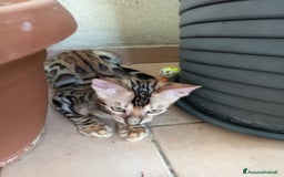 Bengala gatti in vendita: Brown Spotted  a Città metropolitana di Milano - Immagine 12