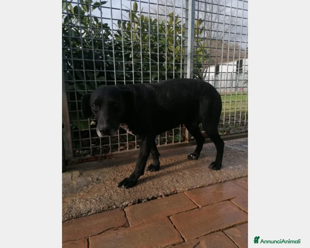 Meticcio cani in regalo: Nero entrato in box 6anni fa,mai 1chiamata!URBINO a Rimini - Annuncio 3