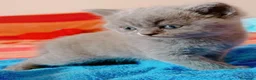 British gatti in vendita: British shorthair blu  - Annuncio 4