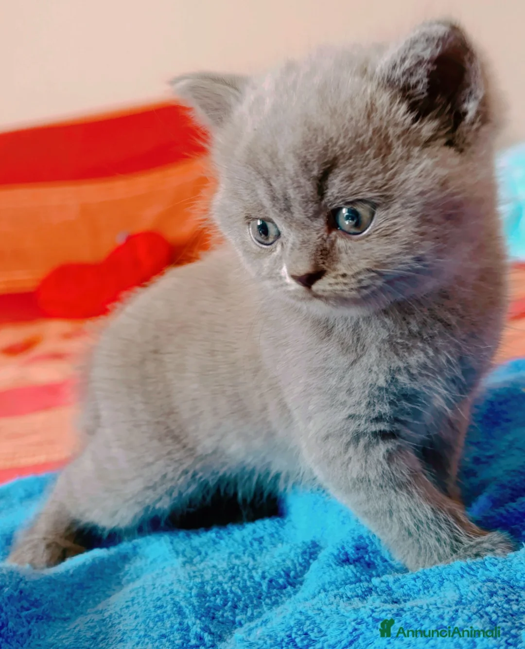 British gatti in vendita: British shorthair blu  - Annuncio 4
