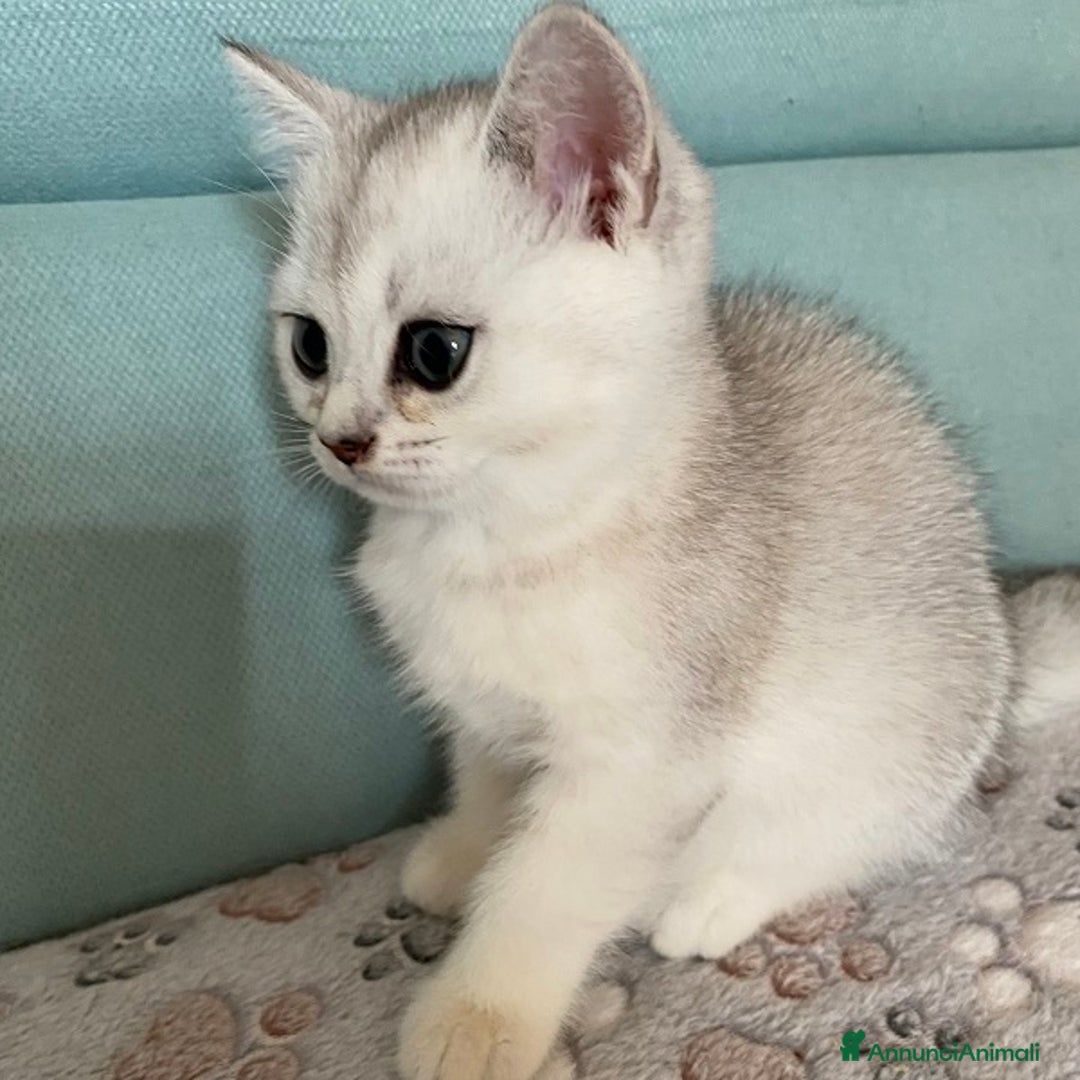 Scottish gatti in vendita: Cuccioli Scottish Fold e Straight a Villafranca di Verona - Immagine 2