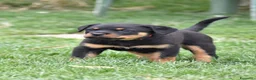 Rottweiler cani in vendita: Cuccioli Rottweiler  - Annuncio 5