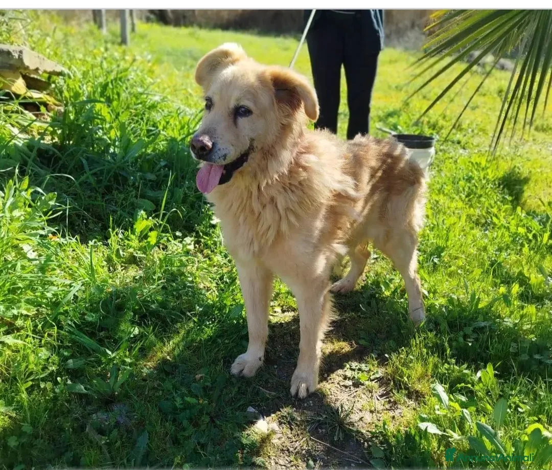 Meticcio cani in regalo: Giorgio 12anni uno dei dimenticati di MATERA - Annuncio 1