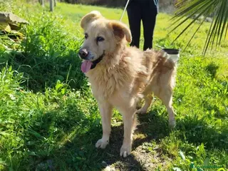 Meticcio cani Giorgio 12anni uno dei dimenticati di MATERA - Annuncio 3