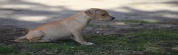 Pitbull cani in vendita: Cuccioli Pit Bull con Pedigree anche a rate - Annuncio 6