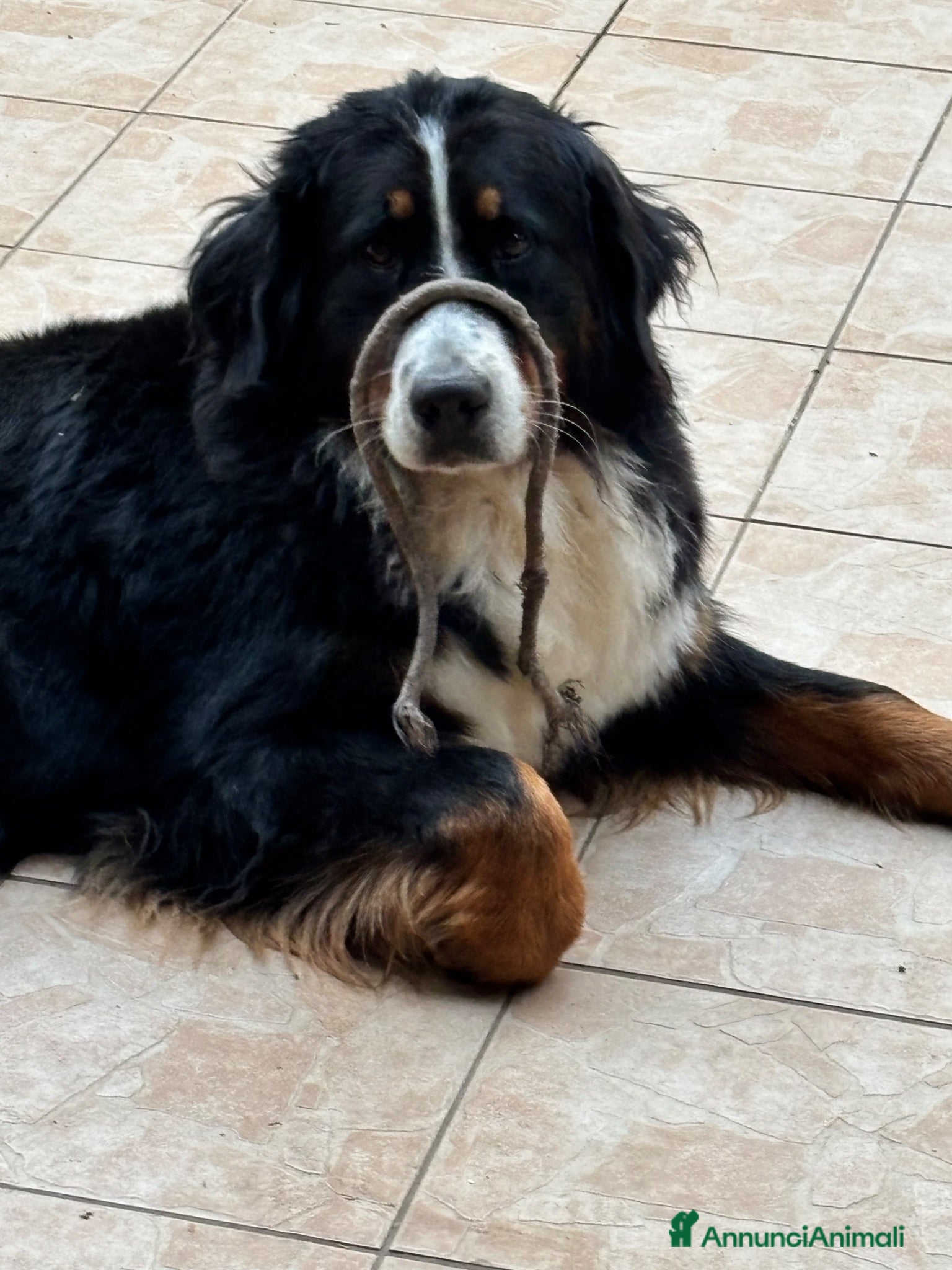 Bovaro del Bernese cani Cuccioli di Bovaro del Bernese - Annuncio 2