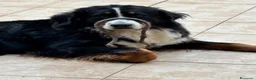 Bovaro del Bernese cani in vendita: Cuccioli di Bovaro del Bernese a Provincia di Viterbo - Annuncio 1