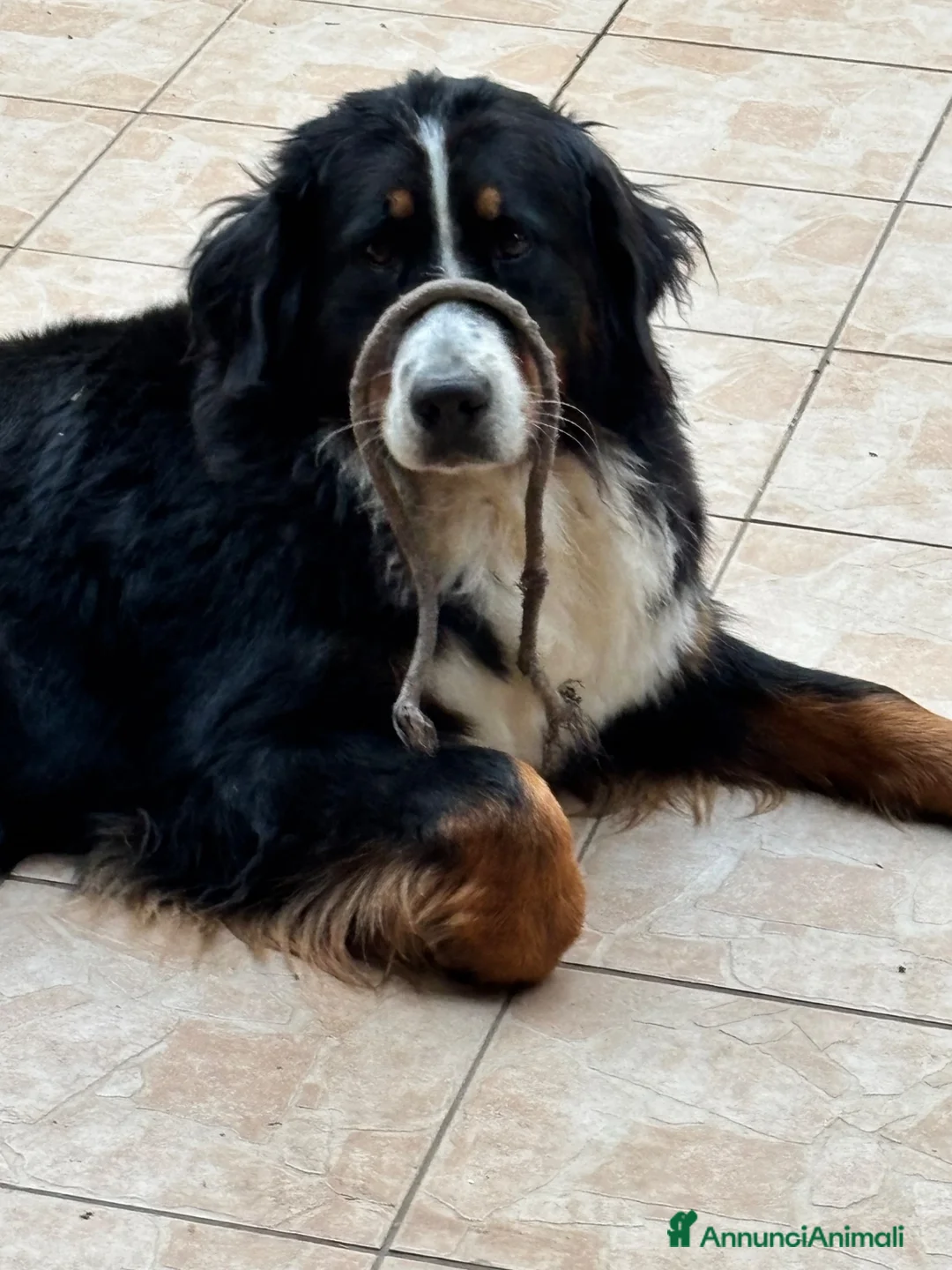 Bovaro del Bernese cani in vendita: Cuccioli di Bovaro del Bernese a Provincia di Viterbo - Annuncio 1