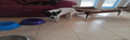 Meticcio cani in regalo: Jessy: simpatica nonnina cerca nuova famiglialia  - Annuncio 4