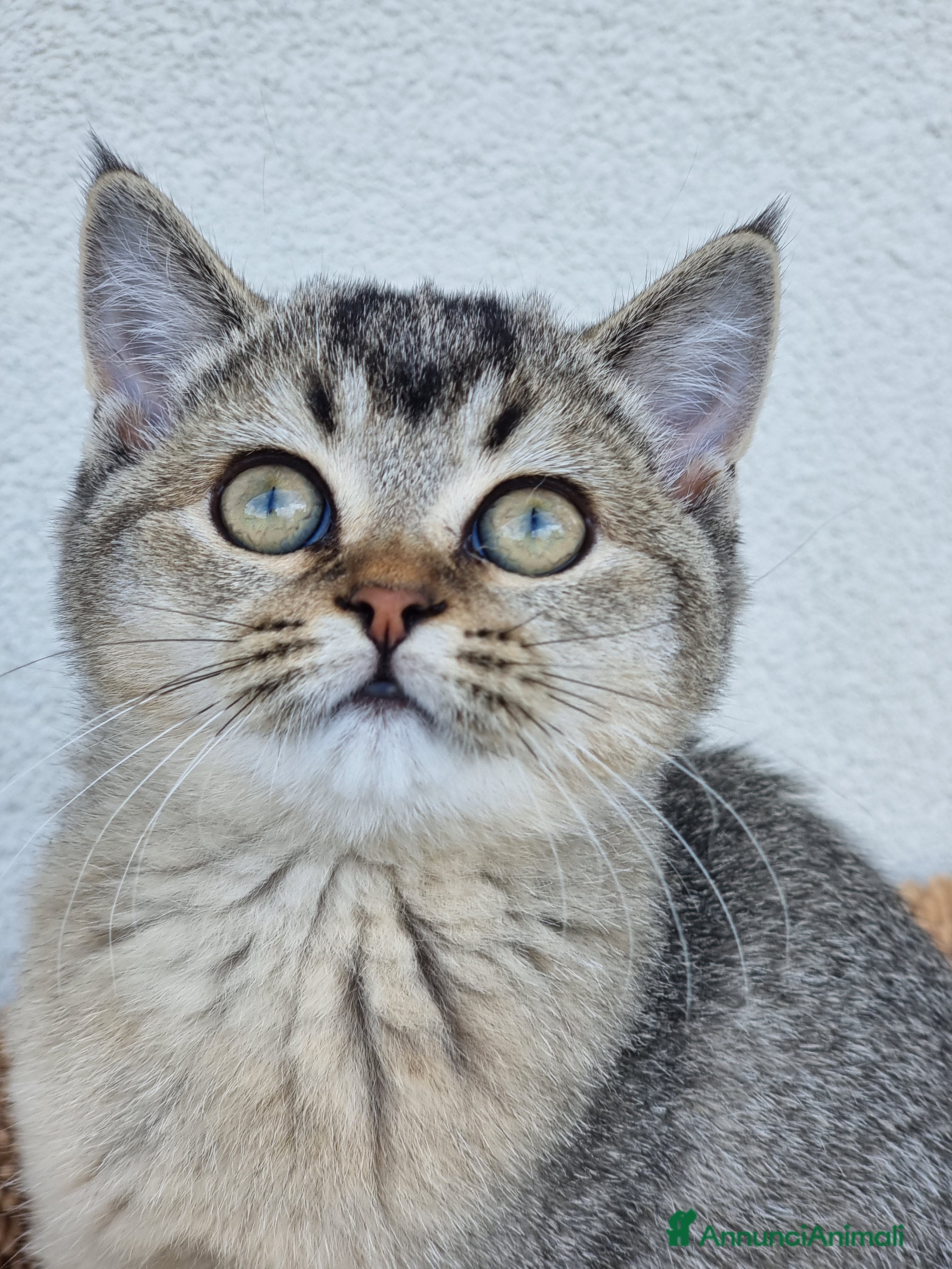 Scottish gatti Scottish Straight con Pedigree  - Annuncio 15