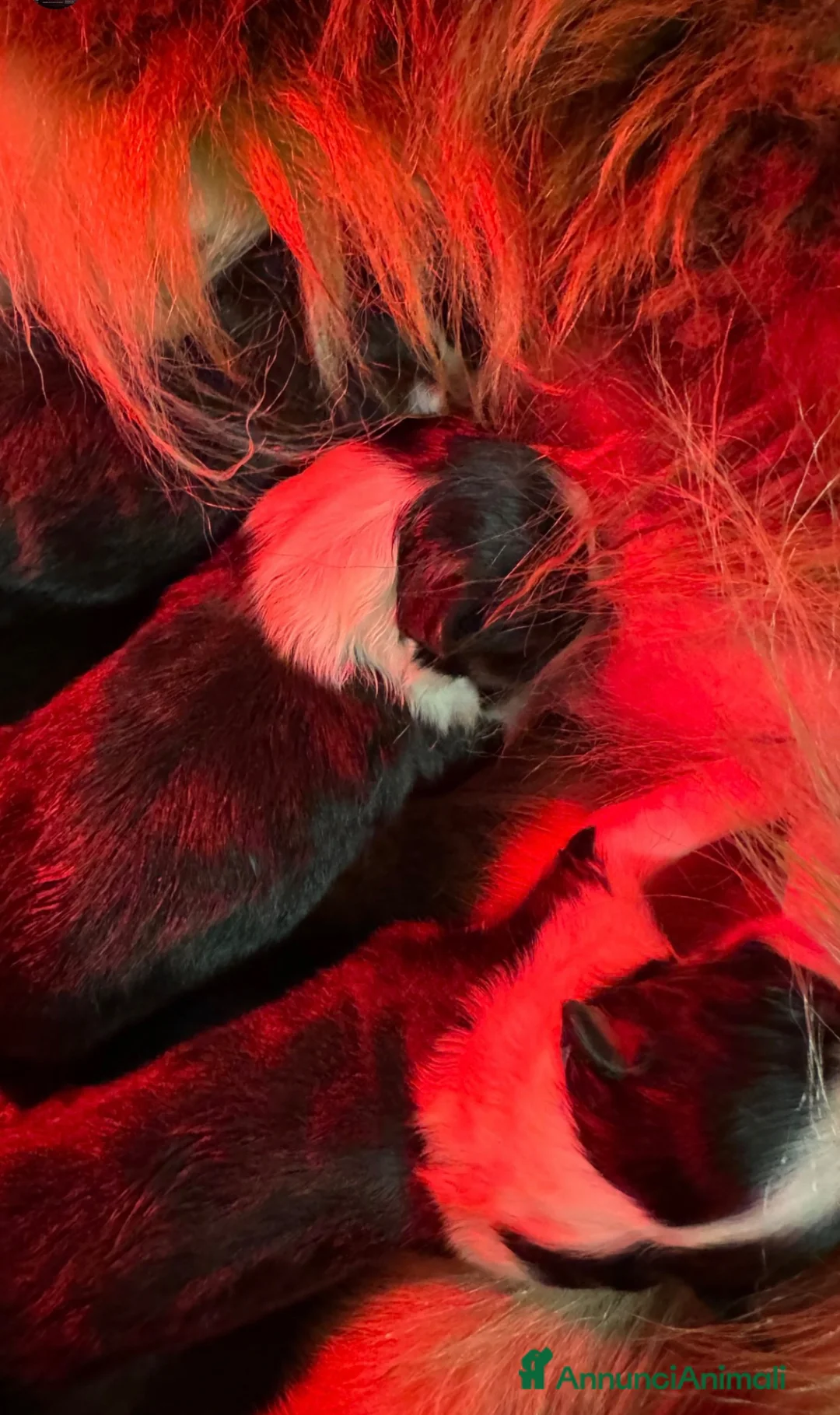 Australian Shepherd cani in vendita: CUCCIOLI PASTORE AUSTRALIANO - Annuncio 1