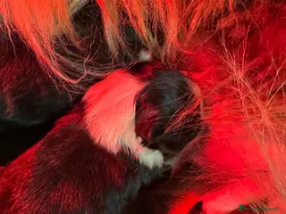 Australian Shepherd cani CUCCIOLI PASTORE AUSTRALIANO - Annuncio 1