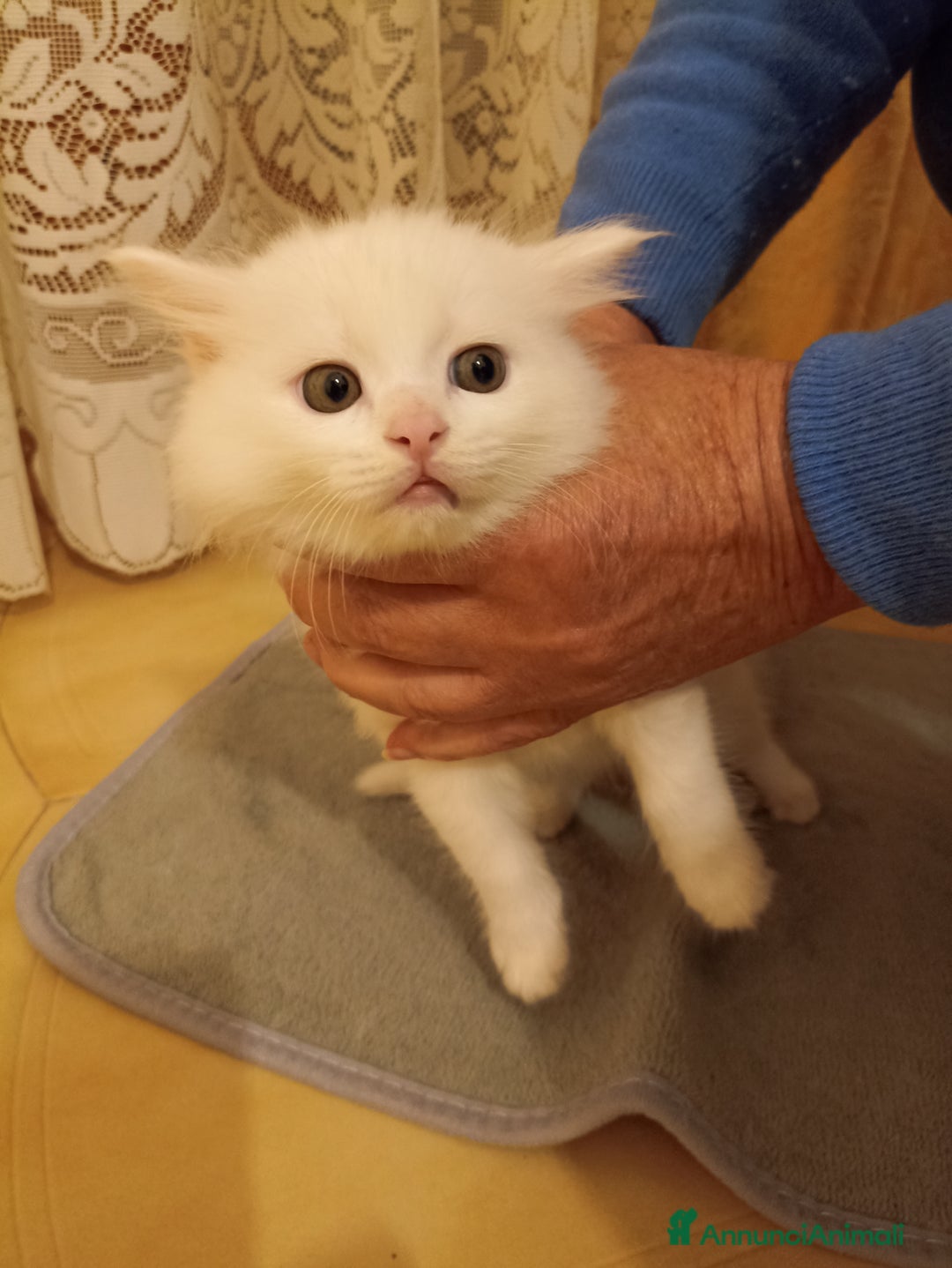 Angora turco gatti in vendita: CUCCIOLATA ANGORA TURCO  - Annuncio 6