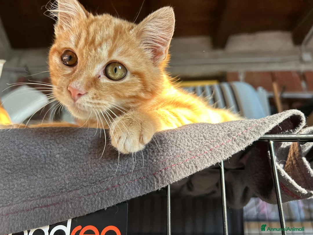 Europeo gatti in regalo: STRILLO CERCA CASA ❤️ - Annuncio 2