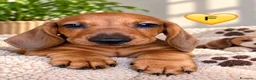 Bassotto cani in vendita: CUCCIOLI BASSOTTI STANDARD - Annuncio 5