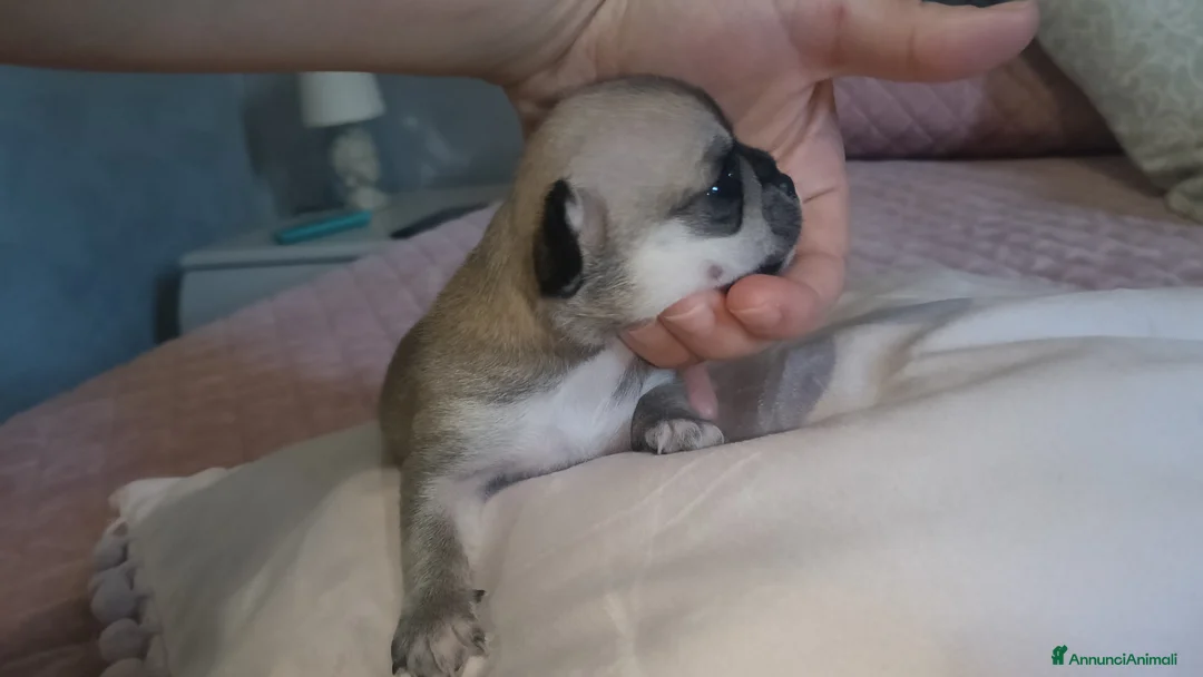 Chihuahua cani in vendita: Chihuahua pedigree  a Libero consorzio comunale di Enna - Annuncio 5