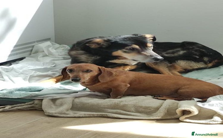 Meticcio cani a Città Metropolitana di Torino - Annuncio 1