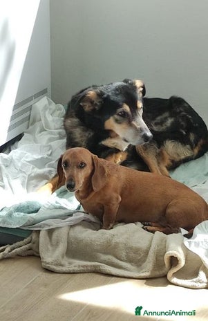 Meticcio cani a Città Metropolitana di Torino - Annuncio 18