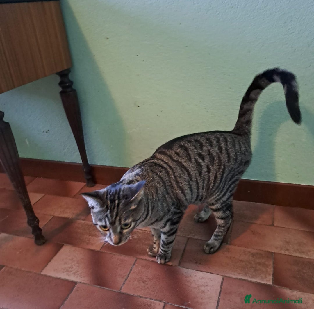 Europeo gatti in regalo: GRACE e KEVIN, teneri gattini in adozione! - Annuncio 4