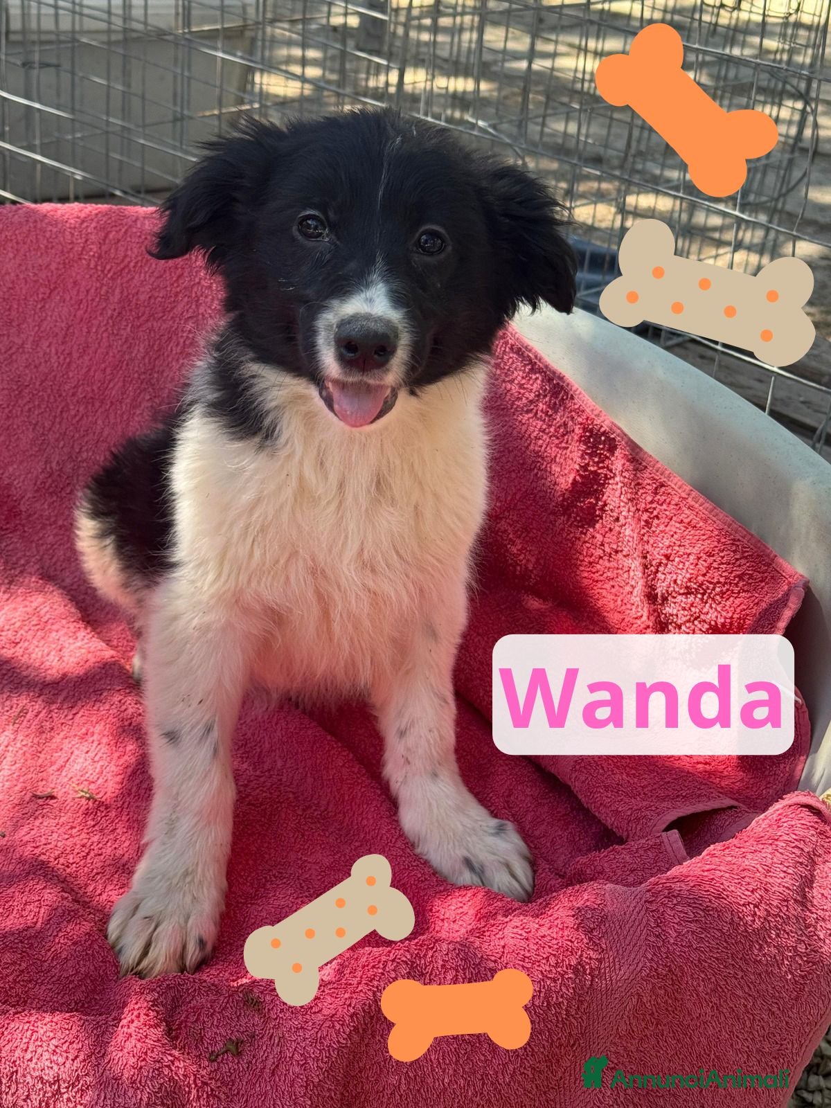 Meticcio cani Wanda  - Annuncio 40