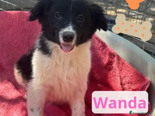 Meticcio cani Wanda - Annuncio 40