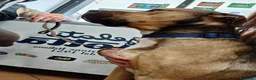 Meticcio cani in regalo: Bobby, dolce e speciale - Annuncio 12