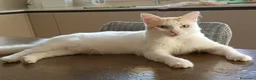 Europeo gatti in regalo: Blanco, un dolcissimo e calmo tenerone  - Annuncio 6