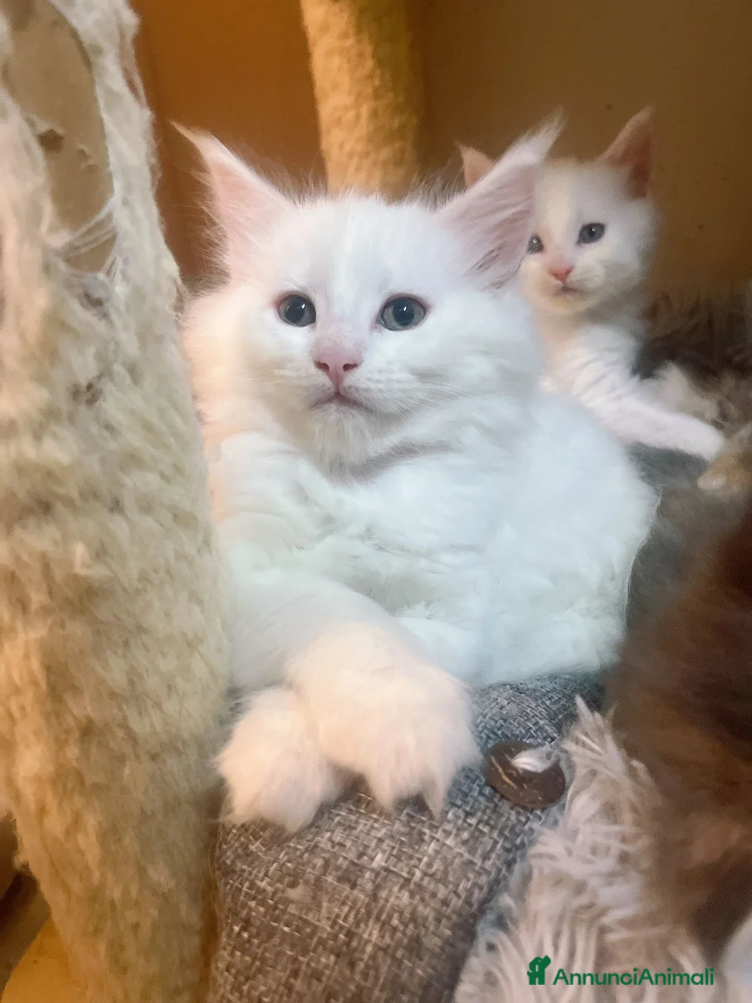 Maine Coon gatti in vendita: Gattino maine coon a Città Metropolitana di Firenze - Annuncio 1