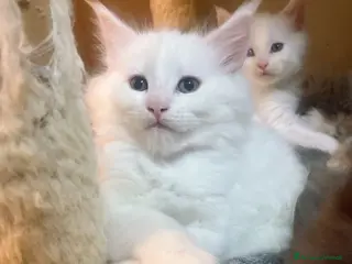 Maine Coon gatti Gattino maine coon - Annuncio 8